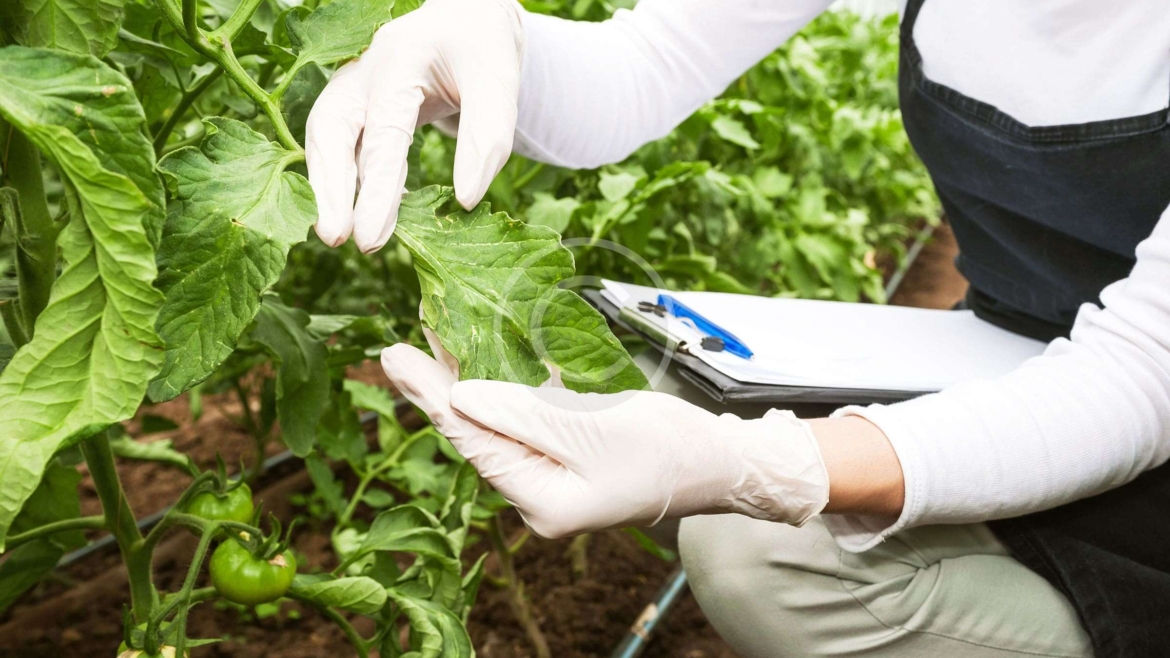 Foodstuff Combo Sales