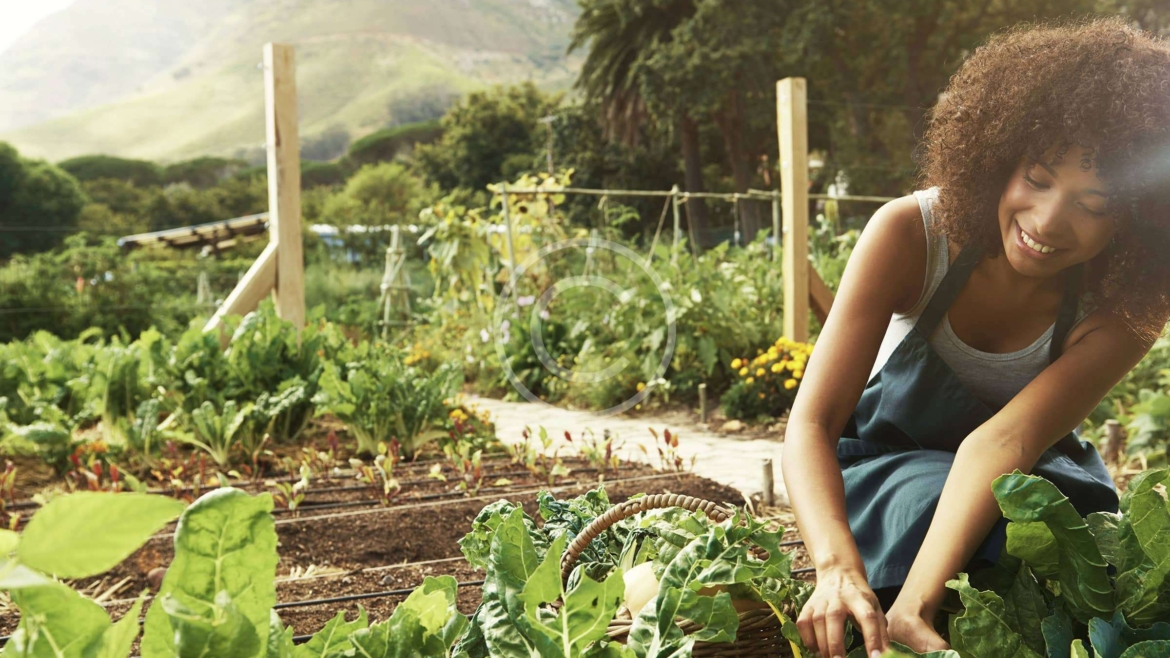 Wholesale & Distribution