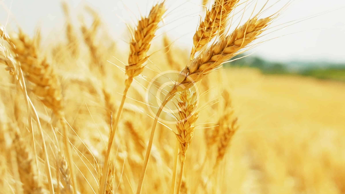 foodstuff combo packs